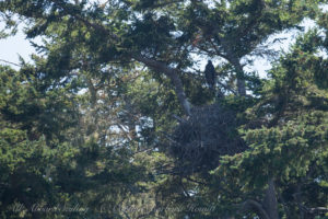 Bald Eagle Chicks at their nest≈