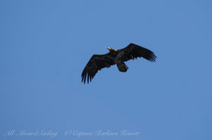 Immature Bald Eagle