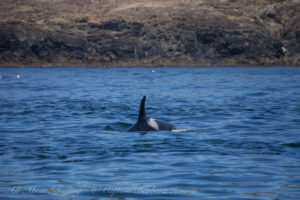 J19 Foraging, Iceberg Point Lopez Island