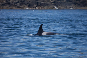 J41,Eclipse, foraging with her mum, Iceberg Point Lopez Island