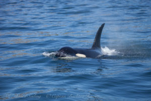 J39, Mako, travelling, Iceberg Point Lopez Island