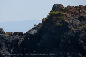 Black Oyster Catcher, Castle Rock