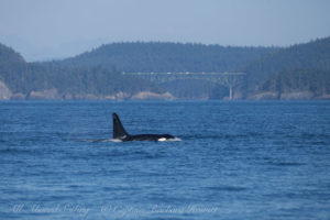 K25, Scoter with Deception Pass bridge