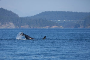 K25 tail lob with Deception Pass briidge