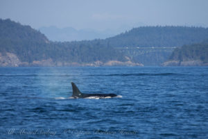 K20, Spock, rainblow, Deception Pass bridge