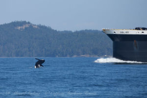 K38, Comet breaches next to commercial vessel traffic