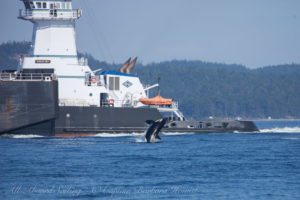 Breach next to tug boat