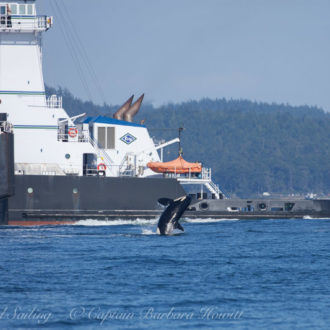 Sailing with Southern Resident Killer Whales Js and Ks with multiple breaches