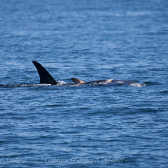 J35, Tahlequah, carries her deceased calf around the San Juan Islands