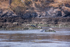 Harbor seals resting and warming Turn Island pass