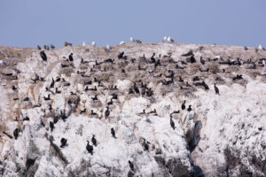 Goose island Cormorant Colony