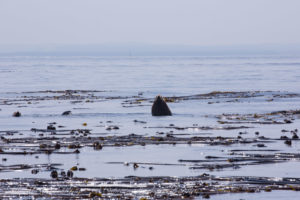 Steller Sea Lion surfaces in kelp forest