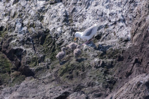 Glaucous winged gull with chicks