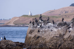 Cormorants and Cattle Point Lighthouse San Juan Island