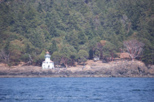 Whales pass close to shore Lime Kiln point Lighthouse, San Juan Island