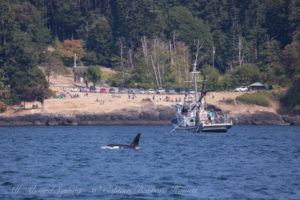 J38 Cookie passes seine fishing boat setting net