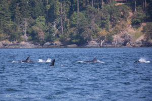 J pod Travels North on the West side of San Juan Island