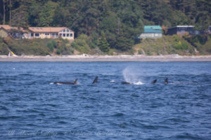 J pod as a tight traveling group