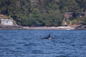 J35, day 4 and she carries her deceased calf below the surface