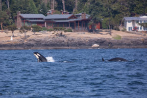 J47 Notch, J 35s son, breaches