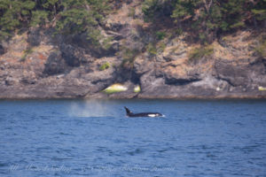 J36 Alki with rainblow