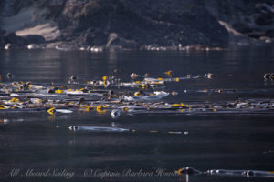 Harbor Seal peeks out above Kelp forest