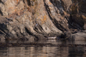 Harbor Seal Cactus Islands