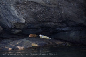 Harbor Seal Cactus Islands