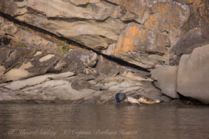 Harbor Seals Flattop Island