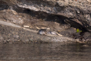 Harbor Seals Flattop Island