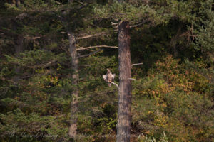 Immature Bald Eagle Flattop Island