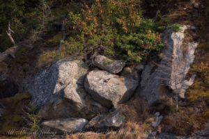 Pigeon Guillemot at nesting site in the rocks of Flattop Island