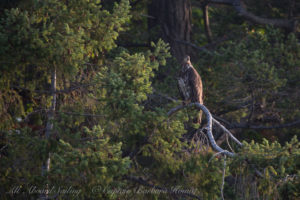 Immature Bald Eagle Flattop Island