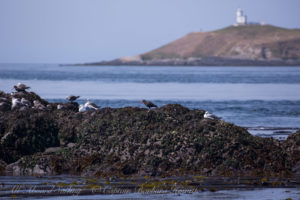 Black Oyster Catcher and Cattle Point Lighthouse