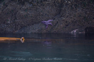 Starfish on the Lopez shoreline