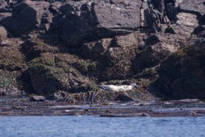 Harbor Seal with her pup