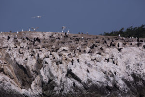 Cormorant nesting site of Goose island