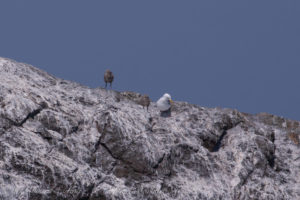 Glaucous winged gull with chick, Goose Island