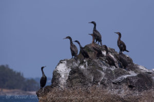 Brandts and Pelagic Cormorants