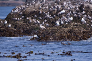 Brandts and Pelagic Cormorants