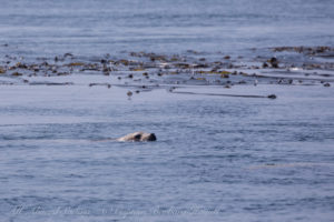 Steller Sea Lion swims the edge of the kelp