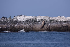 Stellers Sea Lion climbs out of the water at Whale Rocks