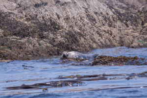 Harbor Seal with her pup