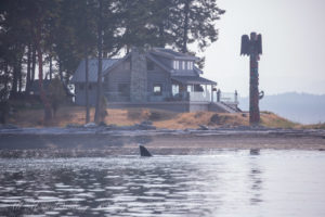 T19BT19C Galliano or Mr. Floppy Fin at the totem Pole at Roche Harbor Entrance