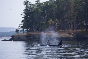 T19s at Roche Harbor entrance