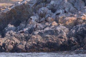 Black Oyster Catchers join the commotion at Barren Rock