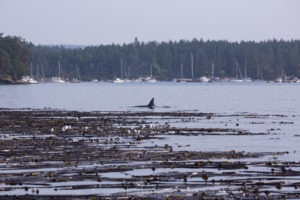 T19 pass Roche Harbor