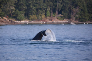 T19B tail lobbing