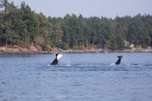 2 whales synchronized tail lobbing calling to T19C