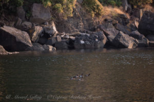 Pigeon Guillemots Flattop Island